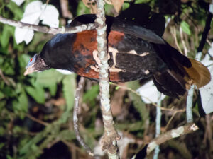Bornean Crested Fireback