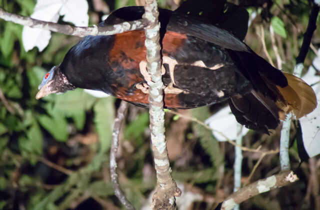 Bornean Crested Fireback
