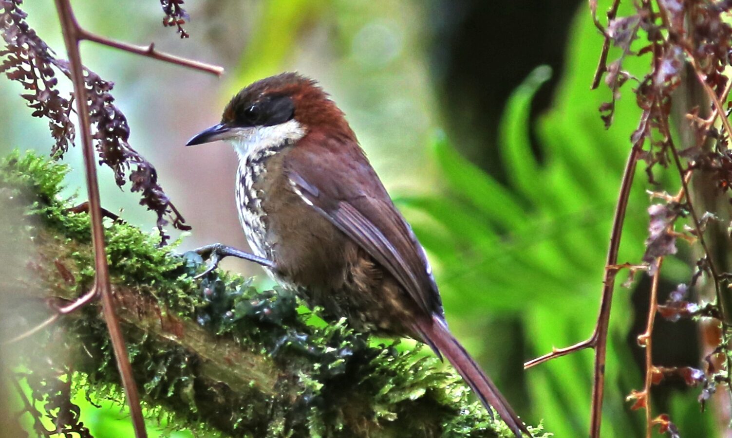 Roraiman Barbtail