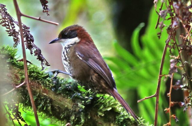 Roraiman Barbtail