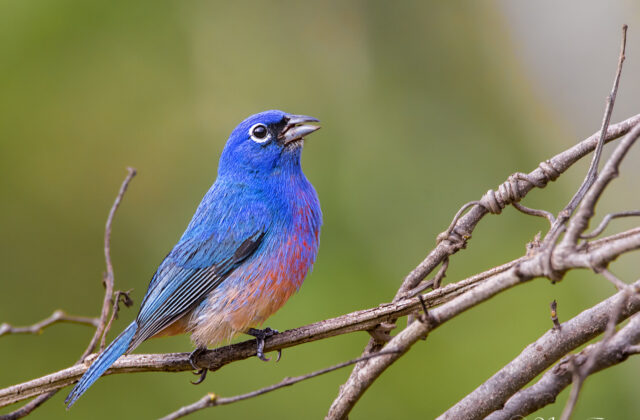 Rose-bellied Bunting