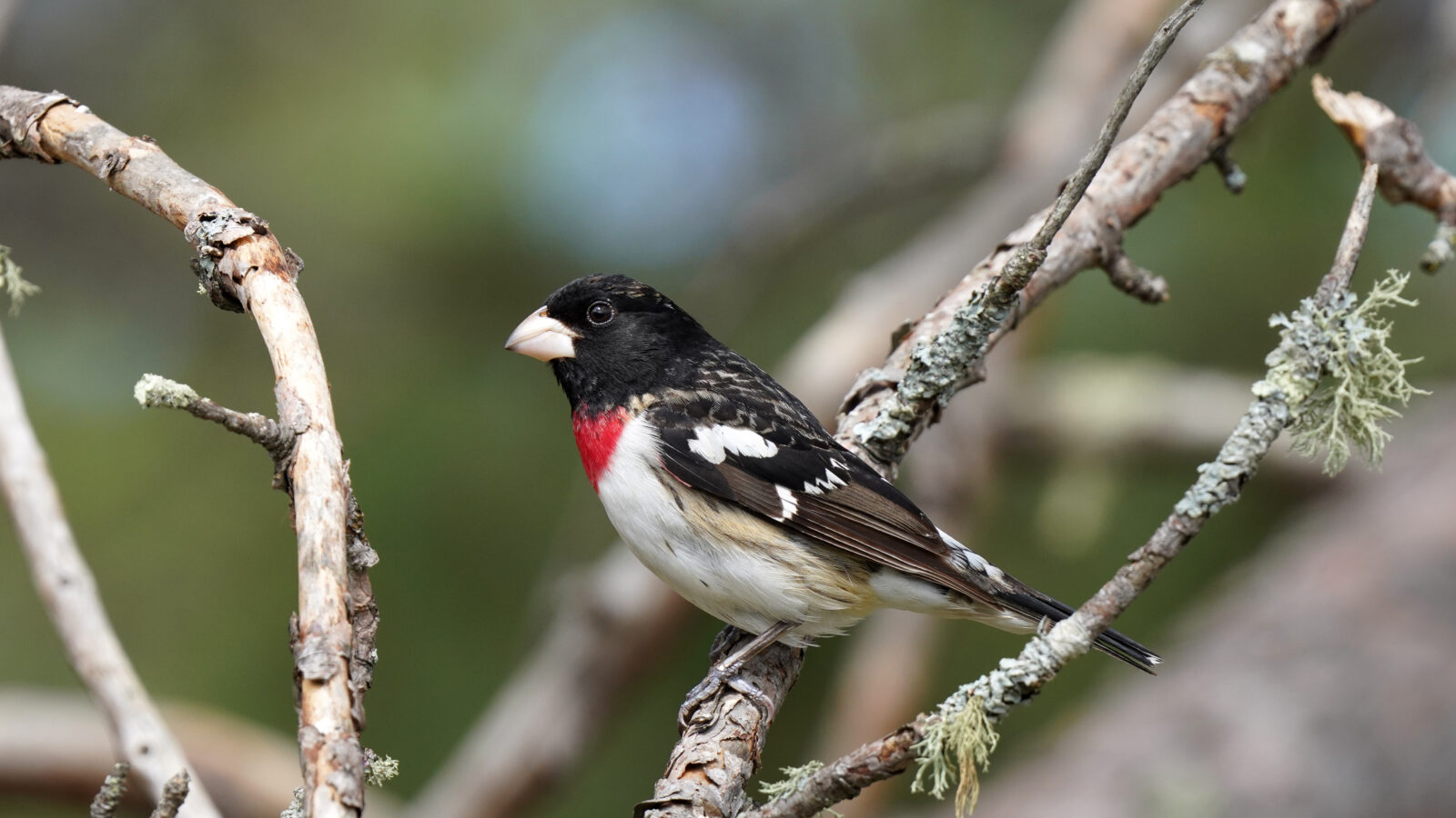 Rose-breasted Grosbeak