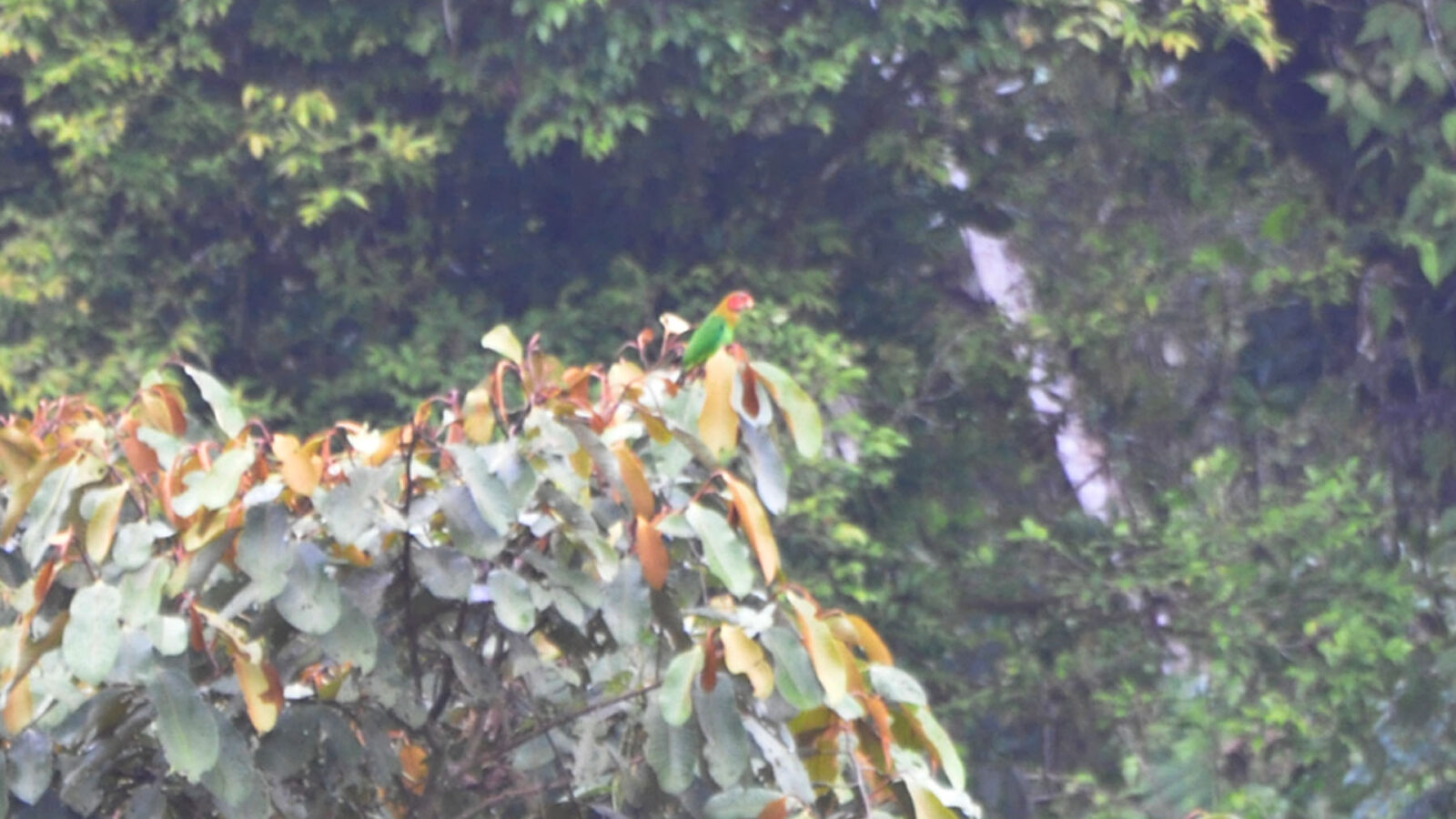 Rose-faced Parrot