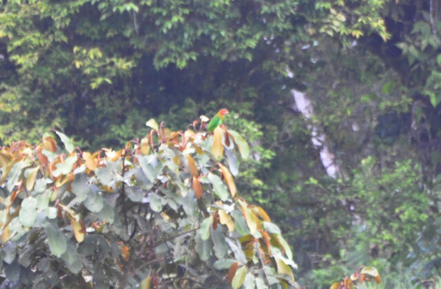 Rose-faced Parrot