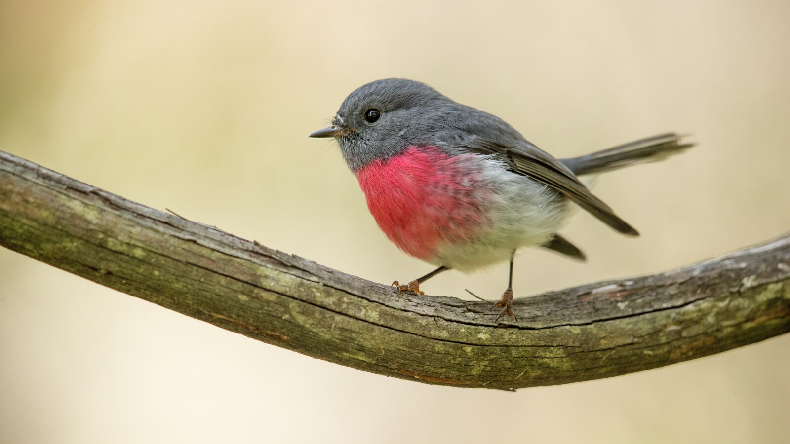 Rose Robin
