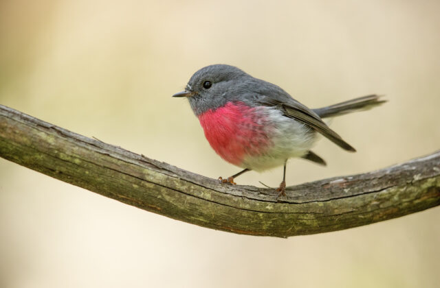 Rose Robin
