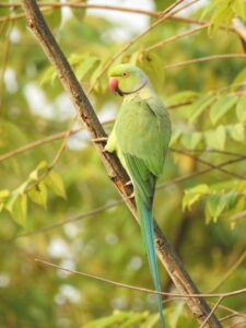 Rose-ringed Parakeet