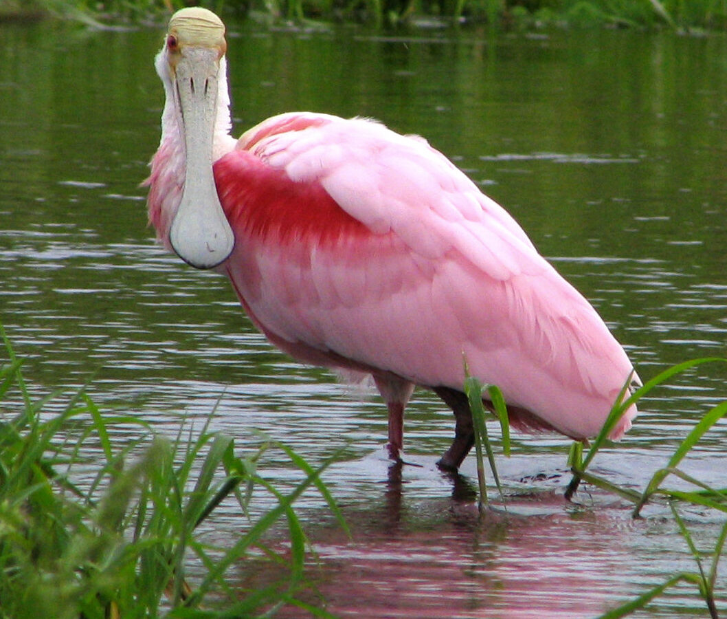 Roseate Spoonbill