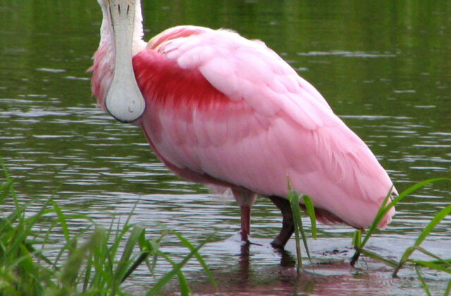 Roseate Spoonbill