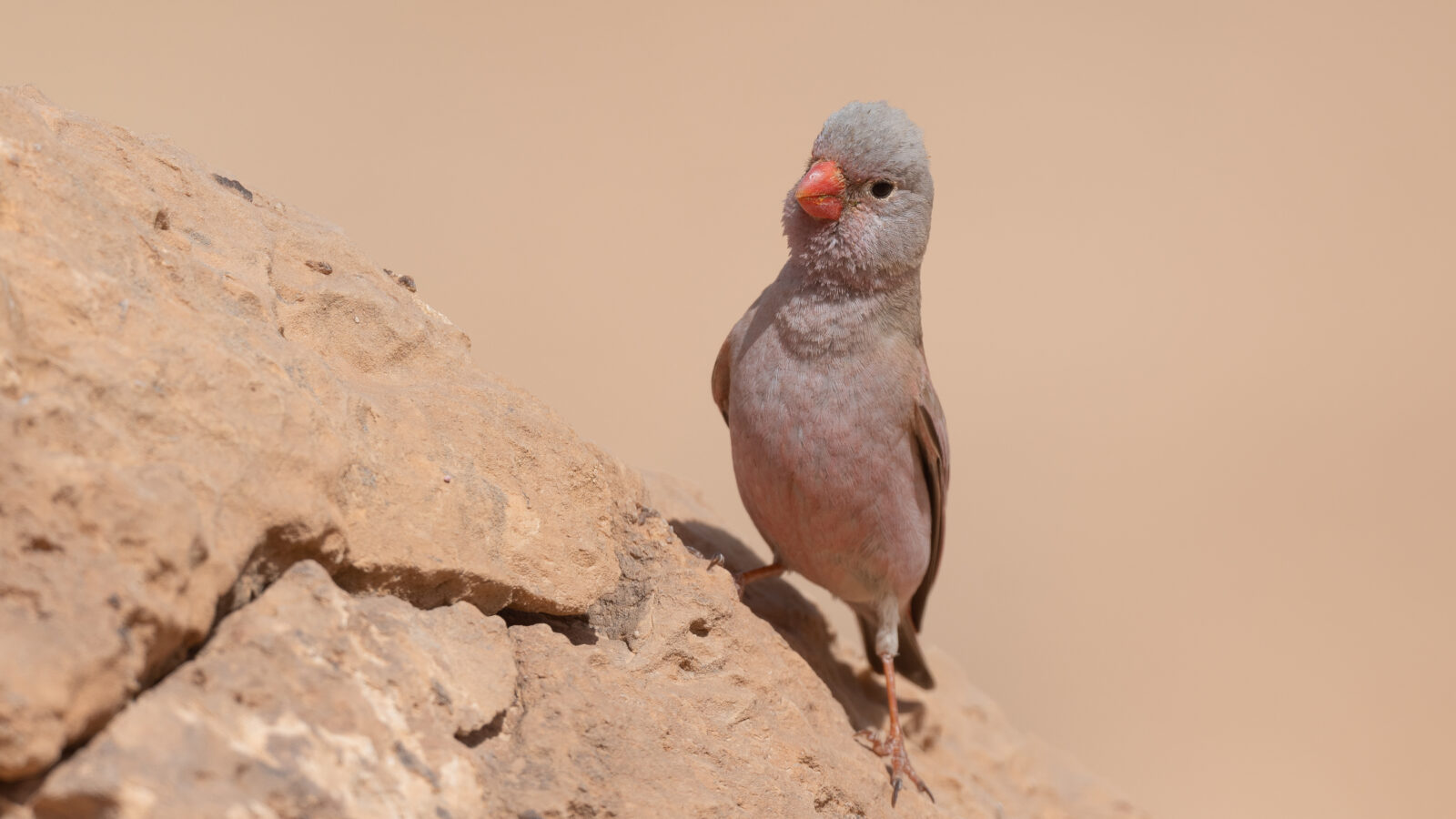 Trumpeter Finch