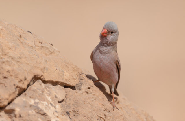 Trumpeter Finch