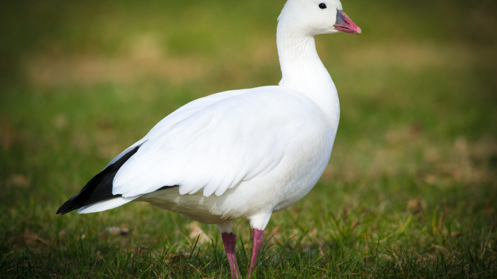 Ross’s Goose