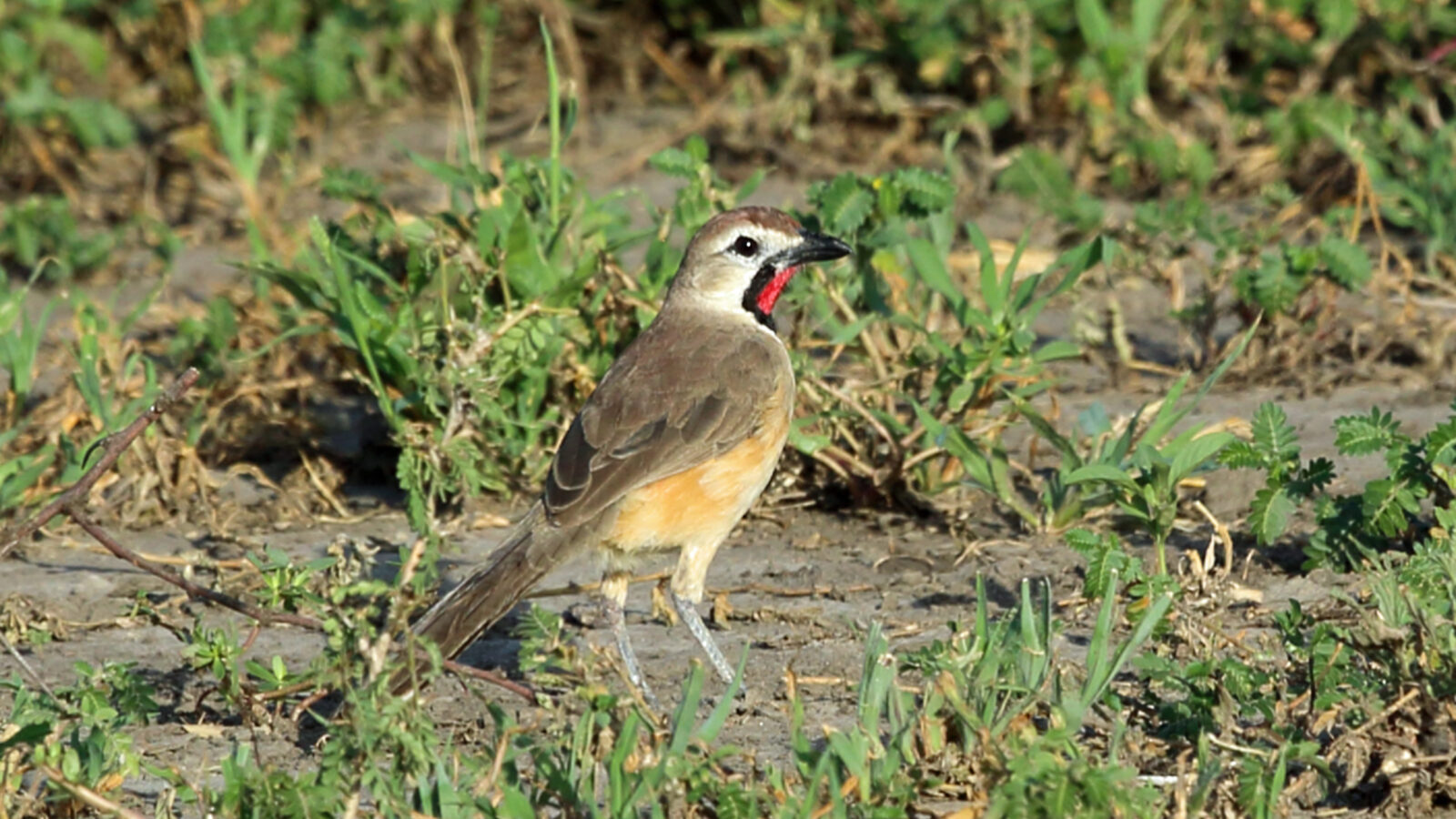 Rosy-patched Bushshrike