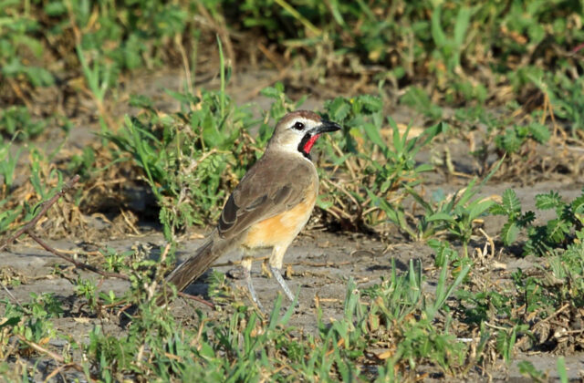 Rosy-patched Bushshrike