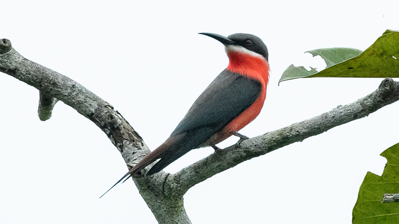 Rosy Bee-eater