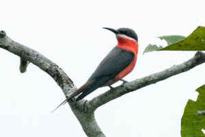 Rosy Bee-eater