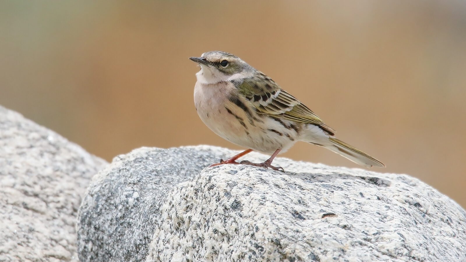 Rosy Pipit