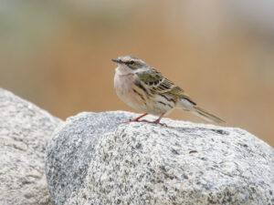 Rosy Pipit