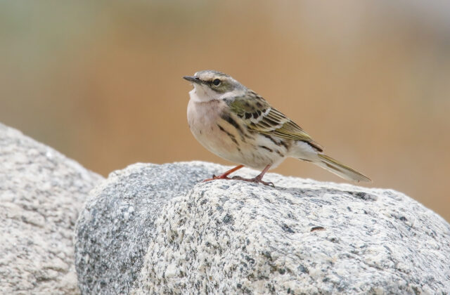Rosy Pipit