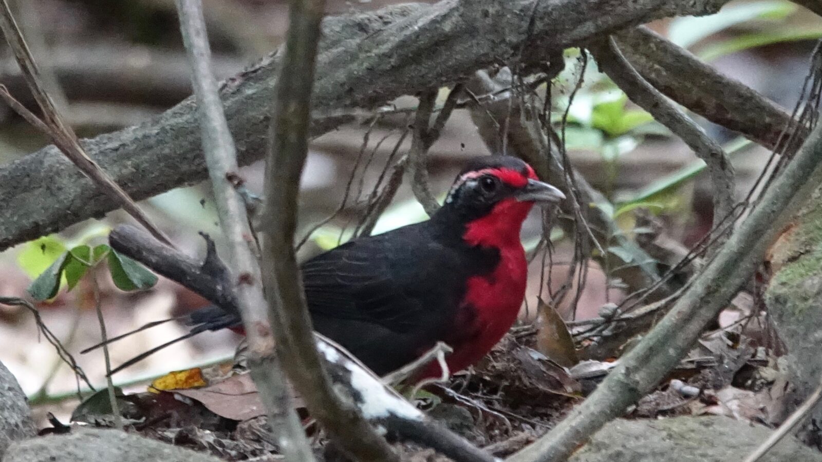 Rosy Thrush-tanager