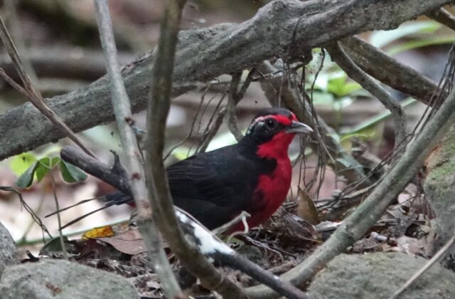 Rosy Thrush-tanager