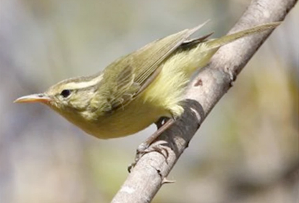 Rote Leaf Warbler
