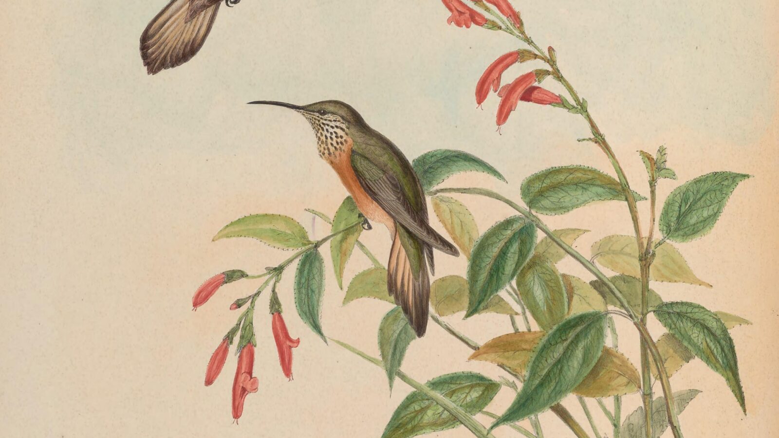Wedge-tailed Hillstar