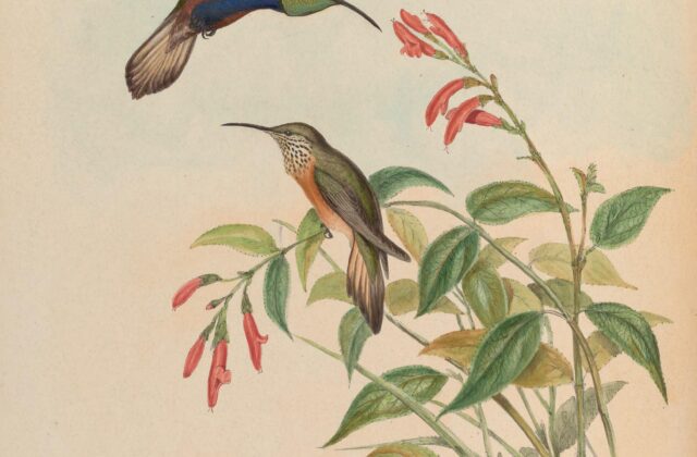 Wedge-tailed Hillstar