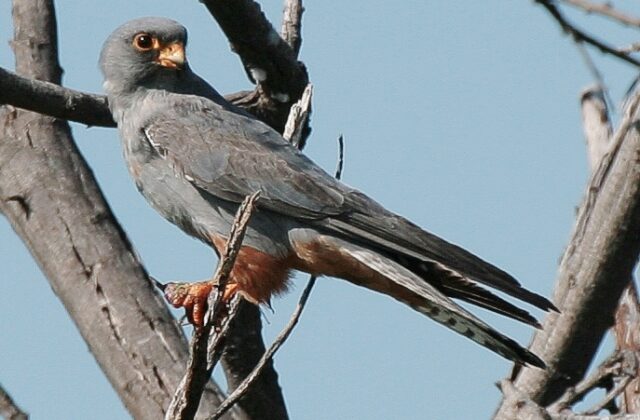 Red-footed Falcon