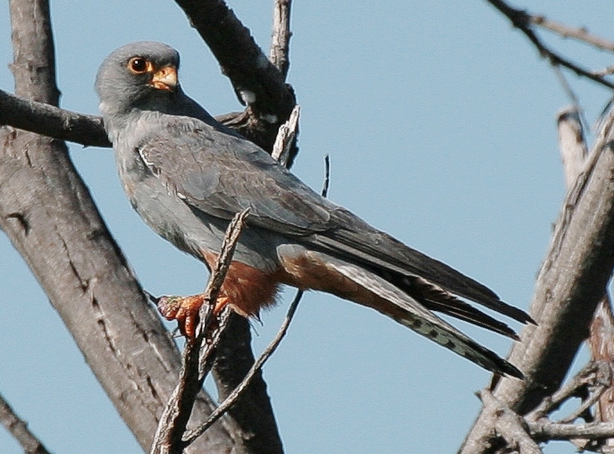 Red-footed Falcon
