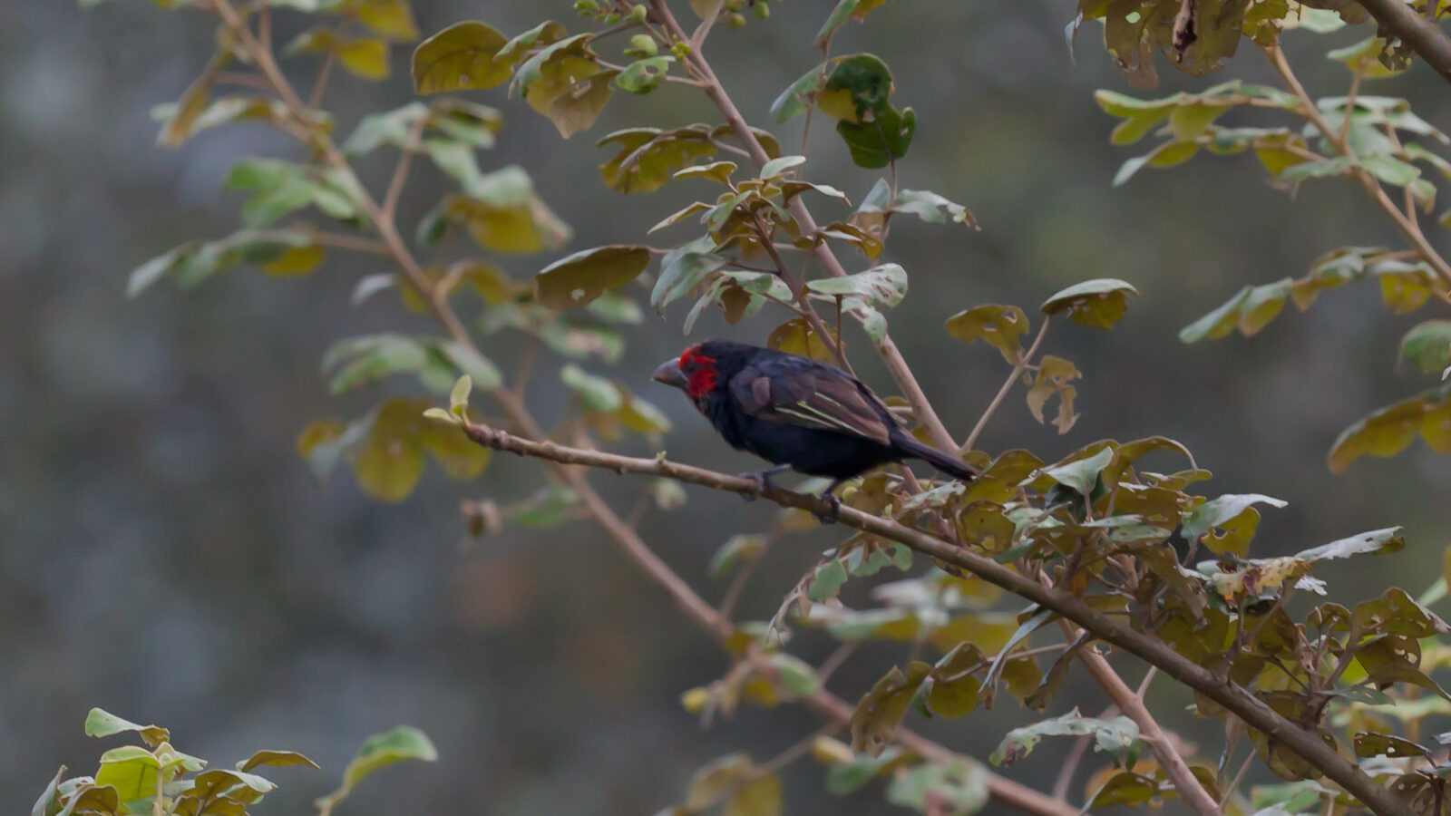 Red-faced Barbet