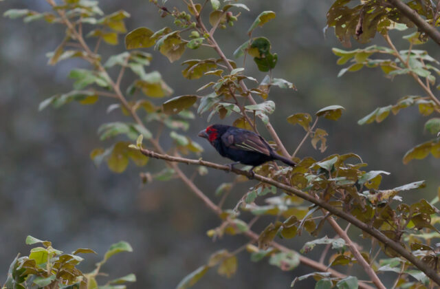 Red-faced Barbet