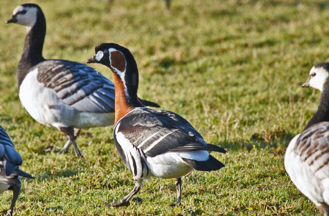 Red-breasted Goose