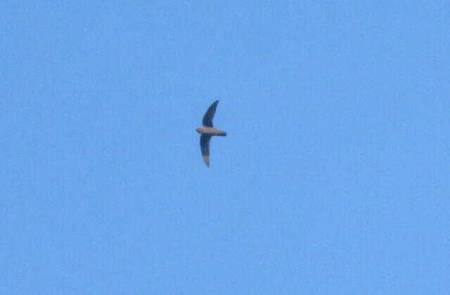 Rothschild’s Swift
