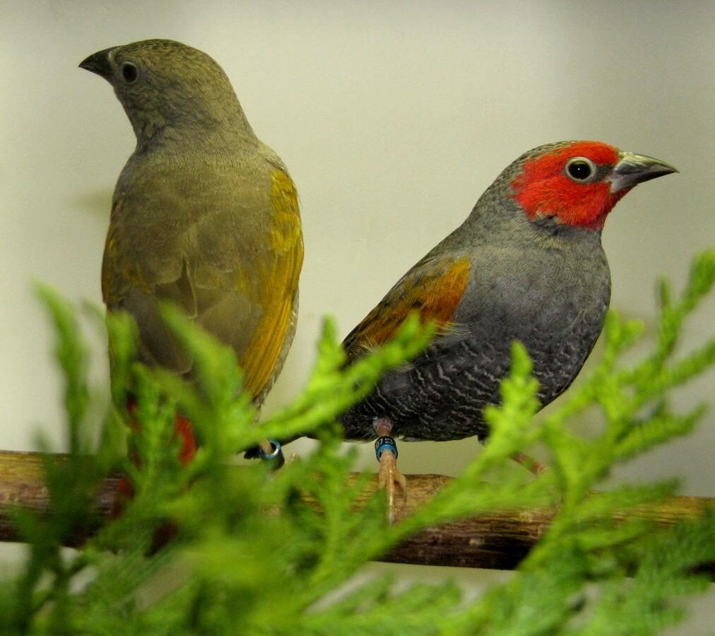 Yellow-winged Pytilia