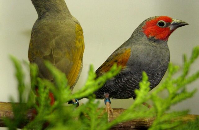 Yellow-winged Pytilia