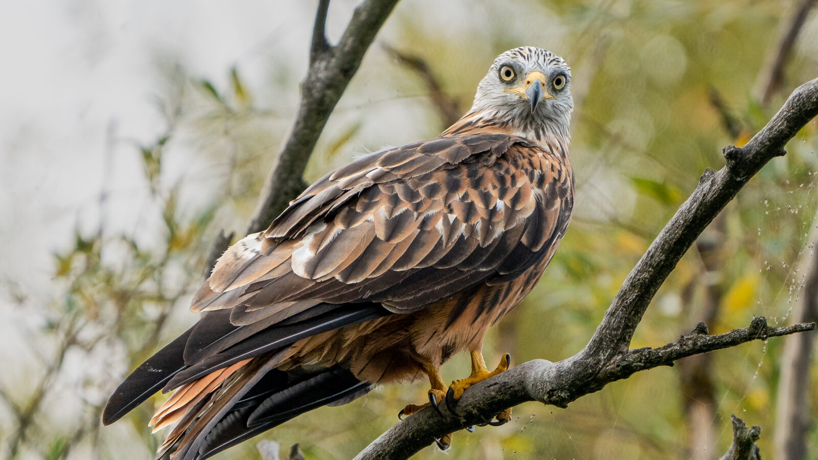 Red Kite