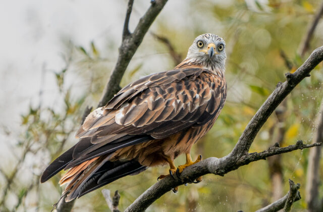 Red Kite