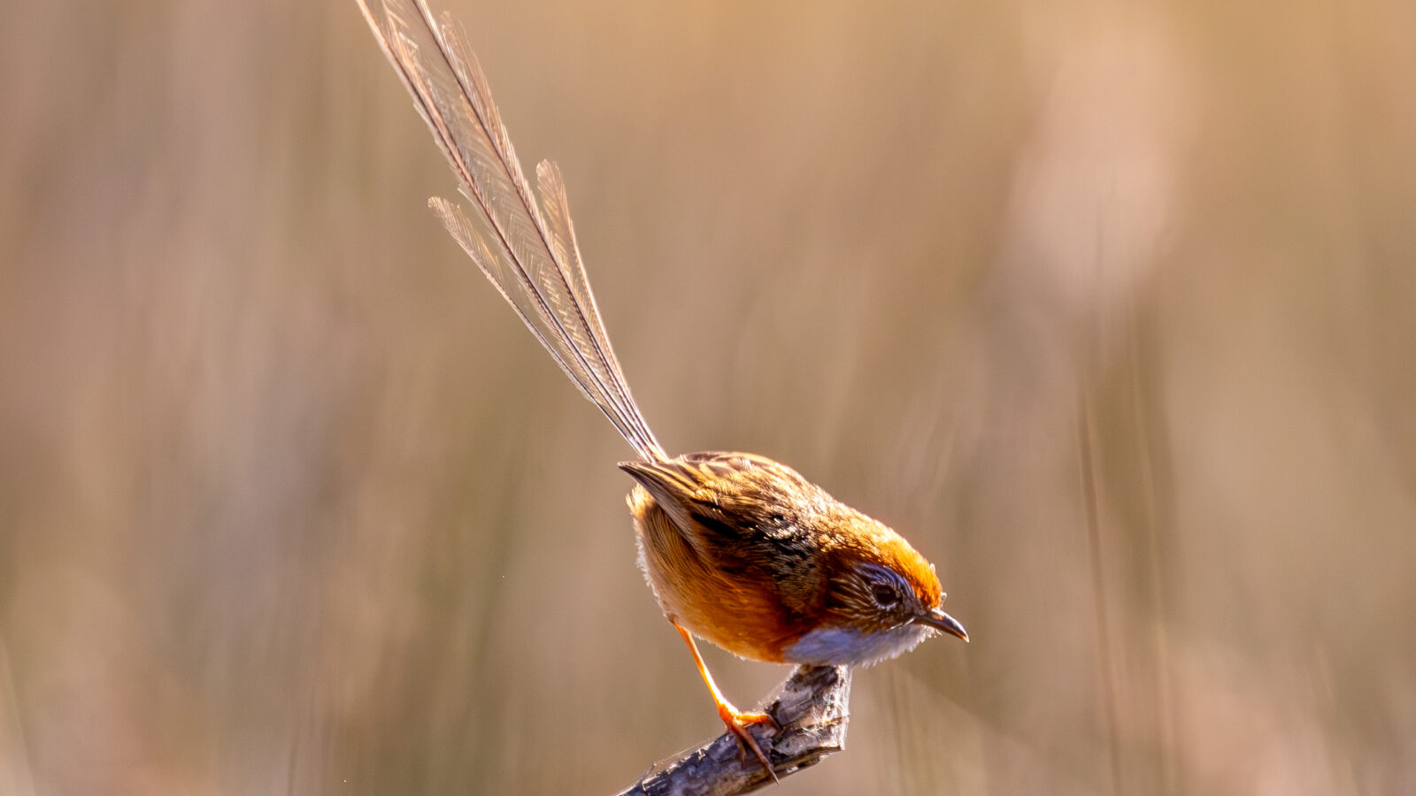 Southern Emu-wren