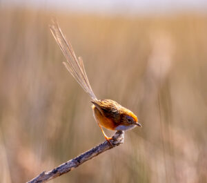 Southern Emu-wren