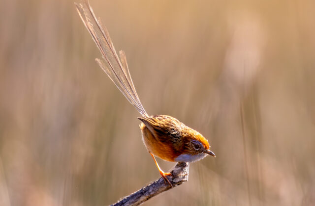 Southern Emu-wren