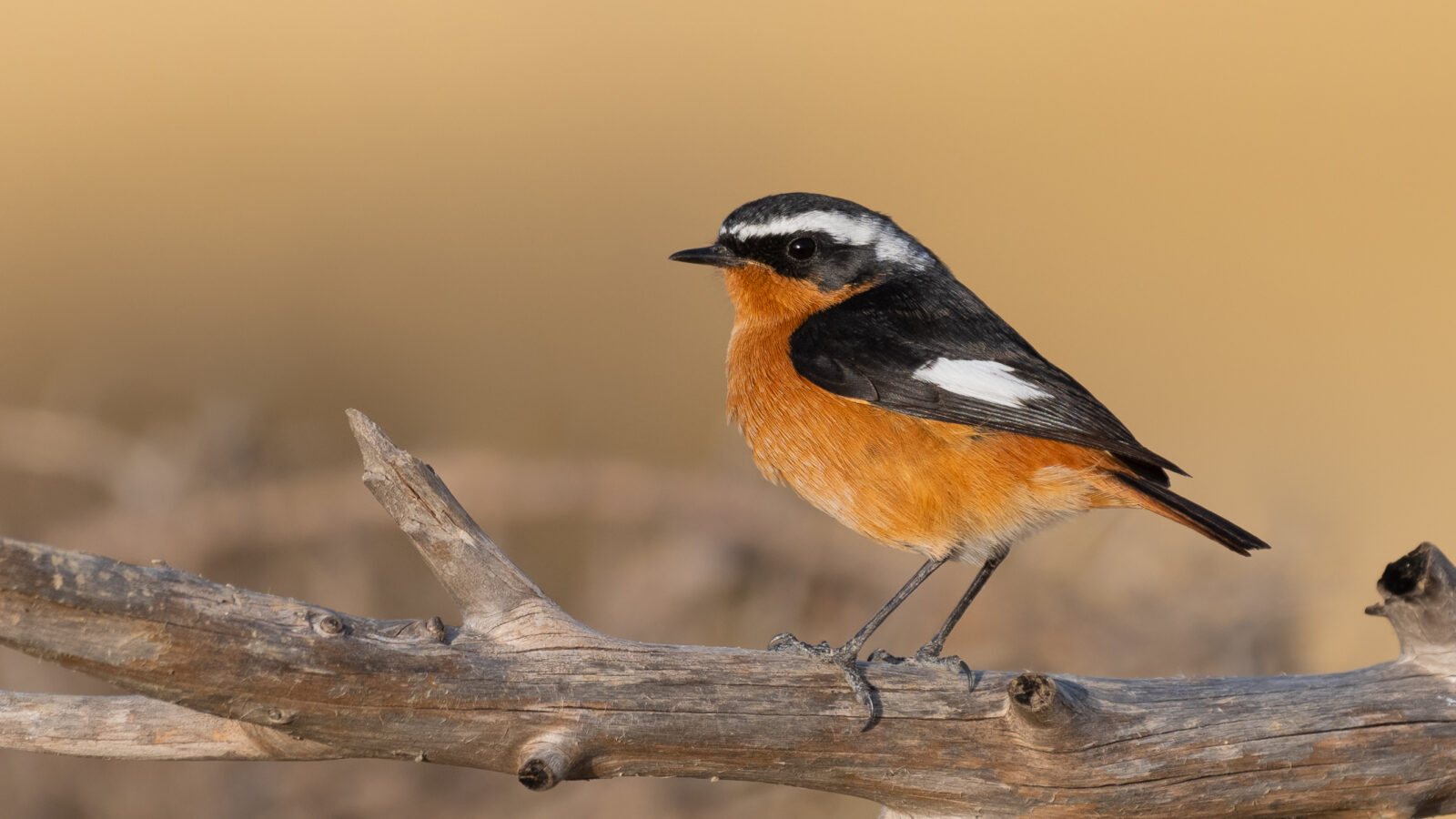 Moussier’s Redstart