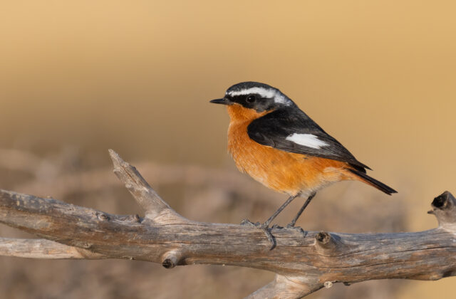 Moussier’s Redstart