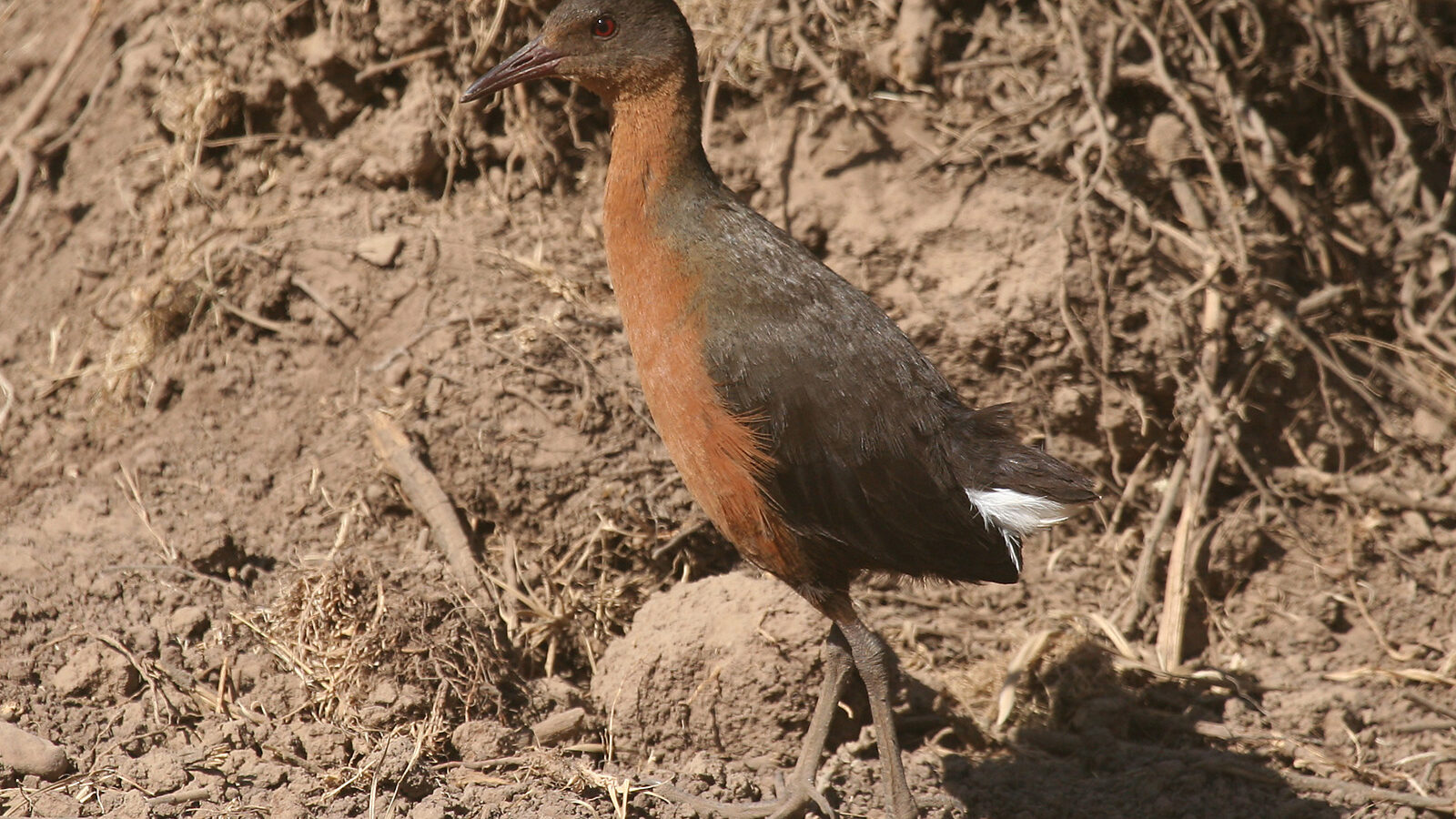 Rouget’s Rail