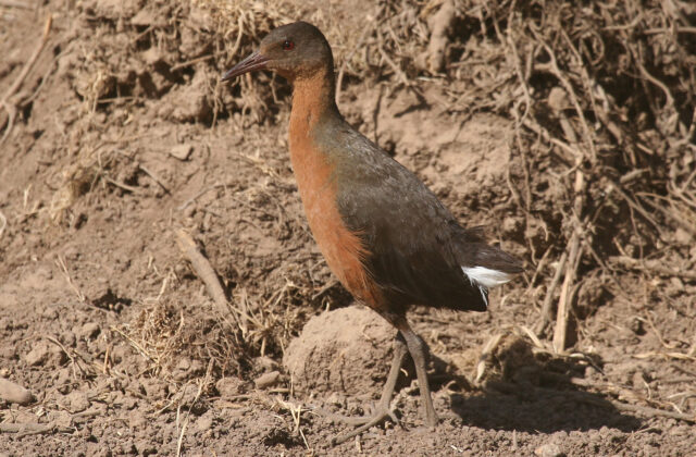 Rouget’s Rail