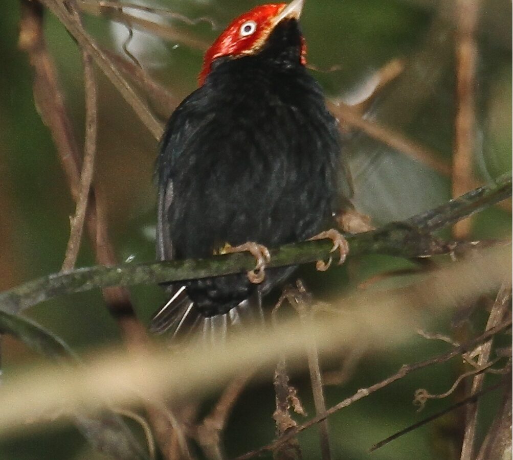 Round-tailed Manakin