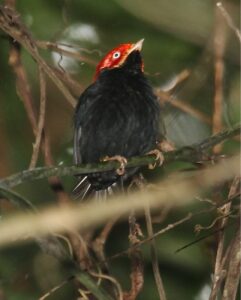 Round-tailed Manakin