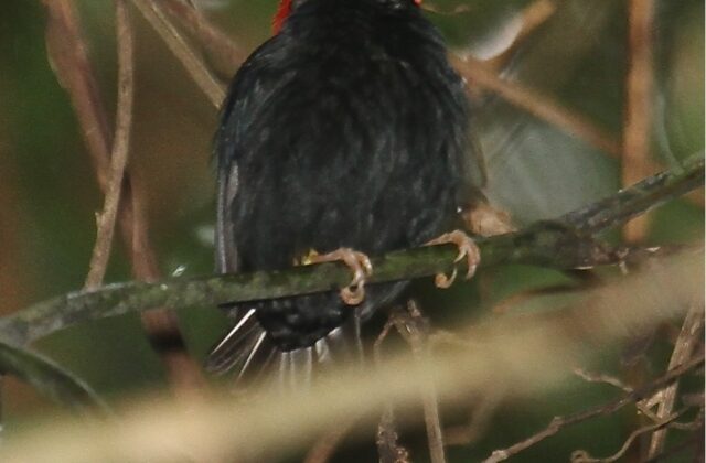 Round-tailed Manakin