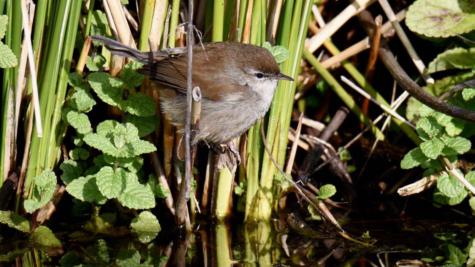 Cetti’s Warbler
