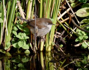 Cetti’s Warbler